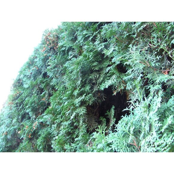 Canon Powershot SX120IS - Works! **READ** - Picture 14 of 14